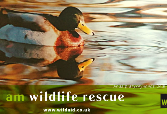 I am Wildlife Rescue - Mallard Duck