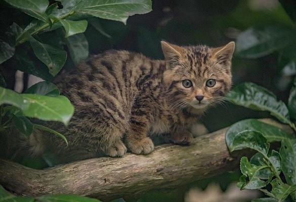 Will Wildcats be reared for release in England and Wales?
