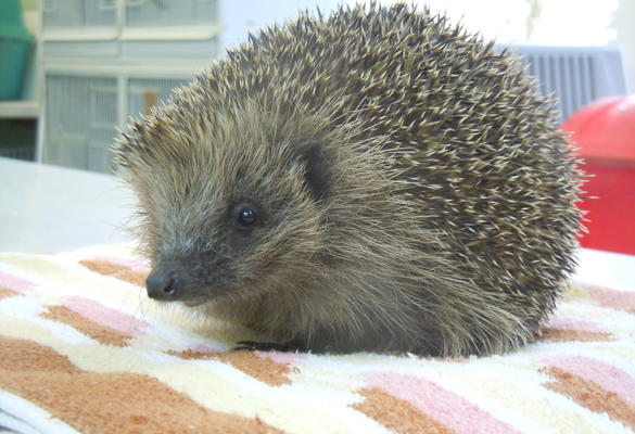 Hedgehog Rescue