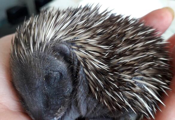 Hedgepig and Hoglets Hutch Appeal