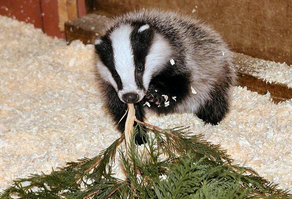 Government  is phasing out the badger cull