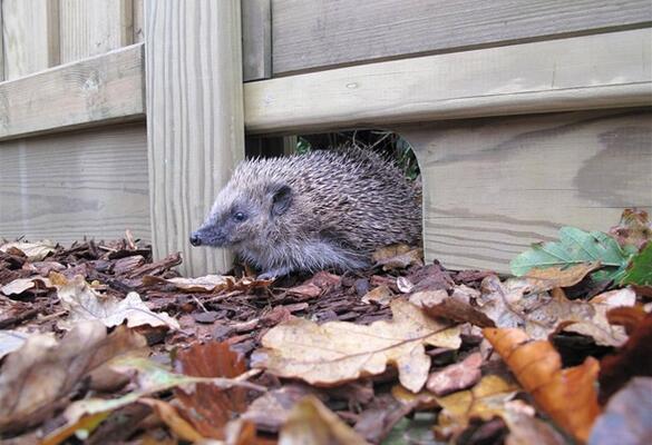 Which garden features do hedgehogs prefer?