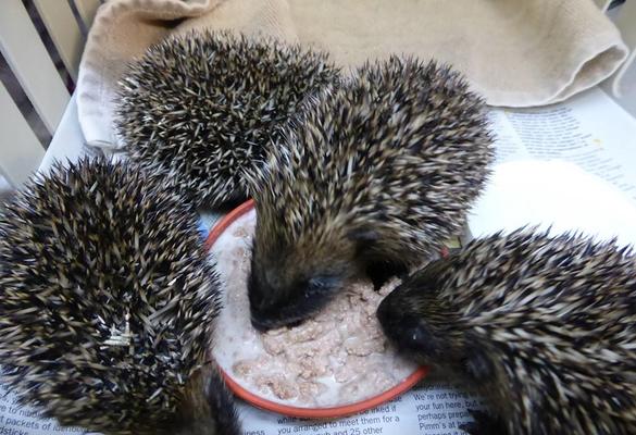 Rutland Hedgehog Rescue Saving Britain's Hedgehogs