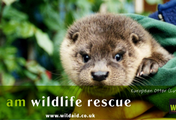 'I am Wildlife Rescue'.  The Eurasian Otter Lutra lutra