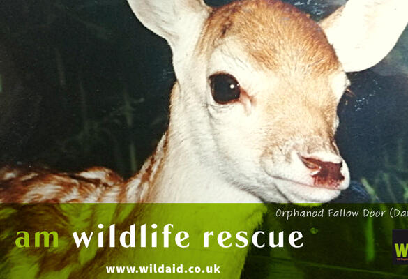 'I am Wildlife Rescue'.  The Fallow Deer Fawn