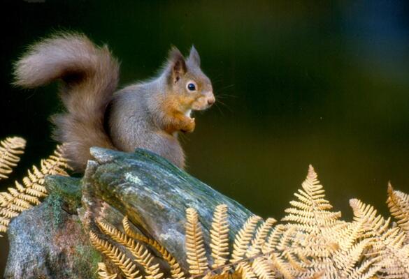 Invasive Hitchhikers