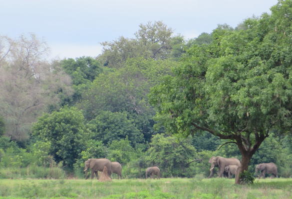 Is it time to close down the zoos?